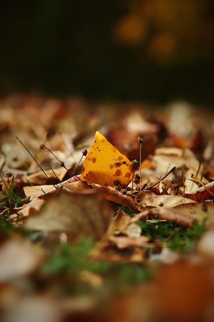多特蒙德的 多特蒙德的