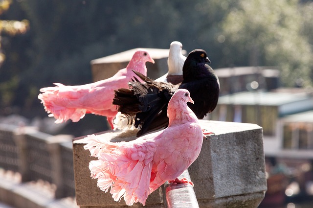 莫拉塔在歐 莫拉塔在歐